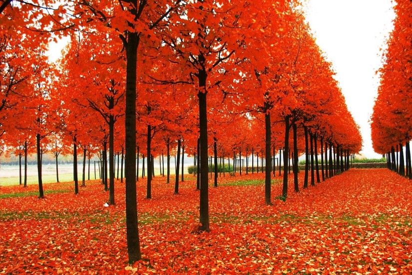 fall wallpaper background p p