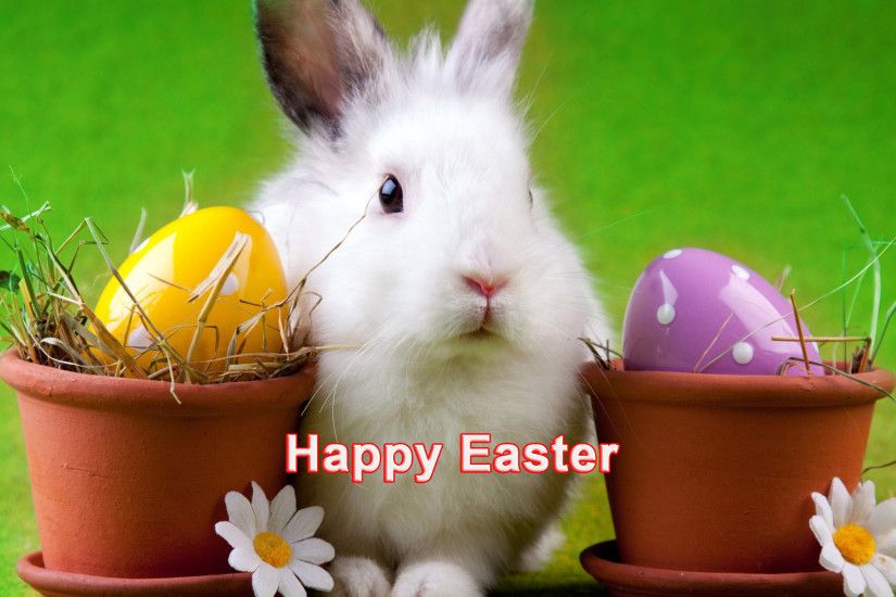 Happy Easter cute white bunny hd desktop wallpapers ,hd ,images