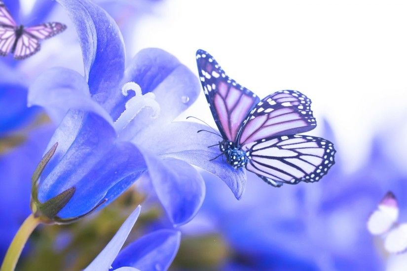 Simply Flowers Butterfly Blue Butterflies Beautiful Nature Desktop Wallpaper  Single Flower Detail