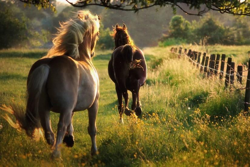galloping horses background free picture