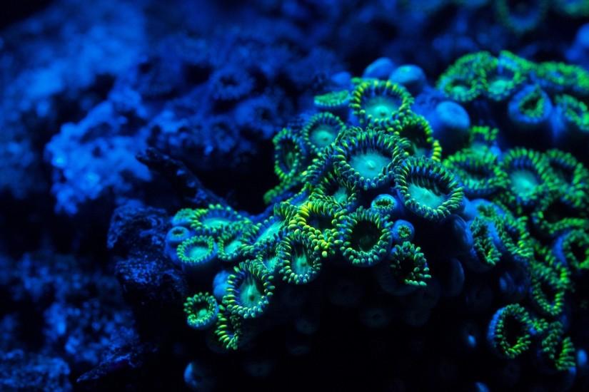 Coral Reef Wallpaper HD – Wallpapermonkeycom 1920x1080 Â· 25 Underwater ...