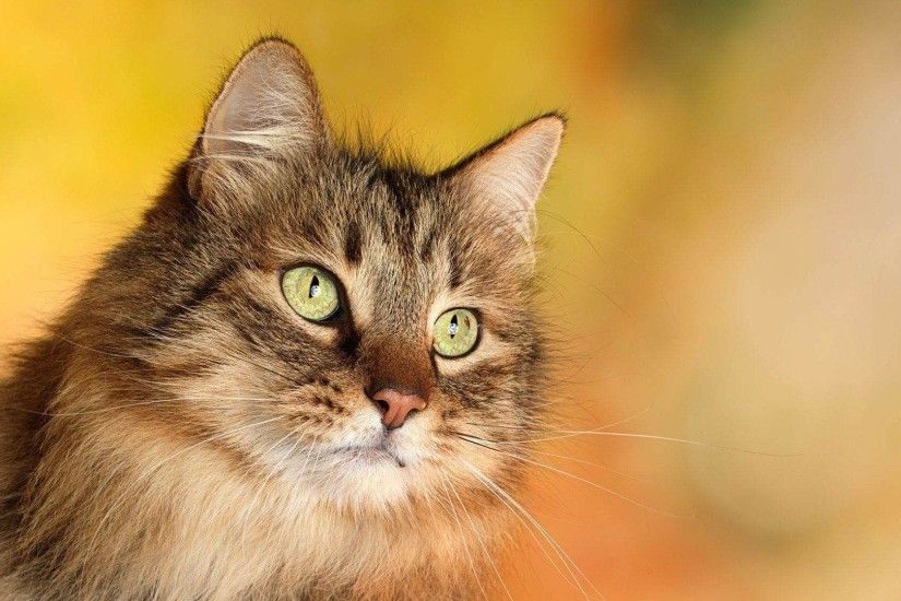 Wallpapers For > Very Cute Cat Wallpapers