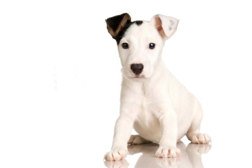 Black, White, Puppy, Full, Screen, High, Resolution, Wallpaper, Free,  Photos, Doggy, Lovely Animals, Widescreen, 1920Ã1200 Wallpaper HD