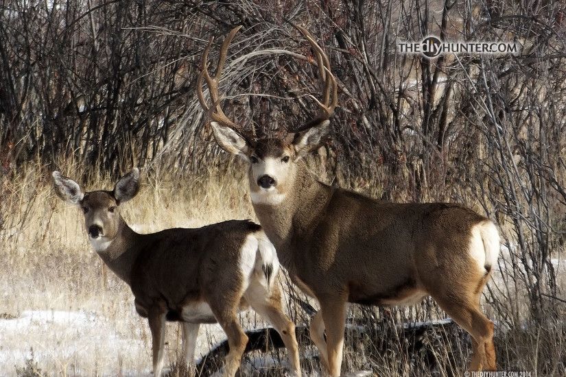 mule deer buck and doe ...