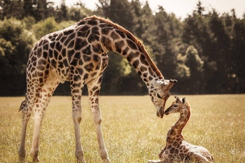 Baby Giraffe Images