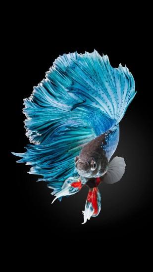 Betta Fish Wallpaper iPhone 6 And iPhone 6s HD