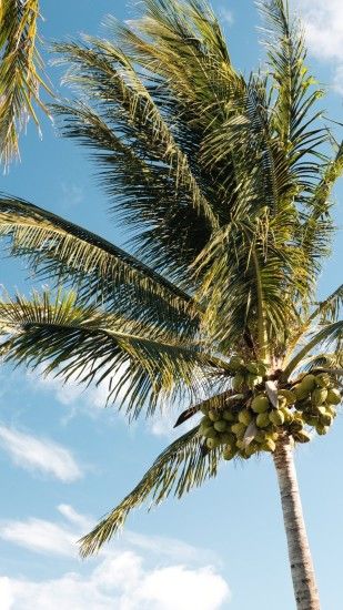 Coconut trees hipster wallpaper | Awesome Wallpapers | Pinterest .