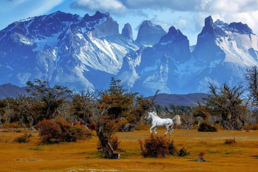Landscapes Torres Chile Trees Autumn Patagonia Mountains Paine National  Horse Park Del Wallpapers Images Of Nature