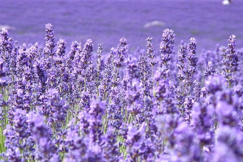 field of purple flowers wallpaper