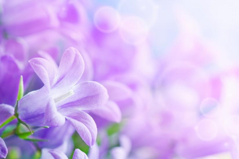 lavender background 2560x1440 retina