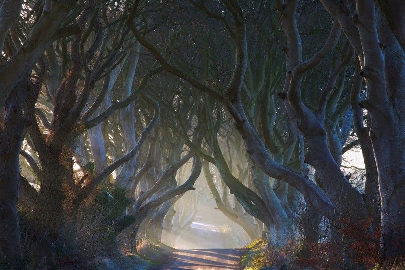 nature, Landscape, Fairy Tale, Road, Trees, Ireland, Mist, Morning, Shrubs,  Sun Rays, Tunnel Wallpaper HD