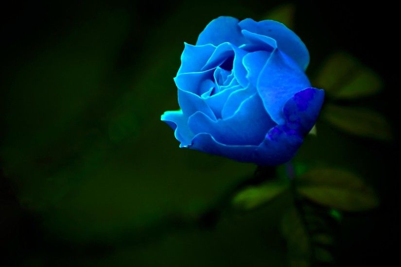 1920x1200 > Blue Rose Wallpapers