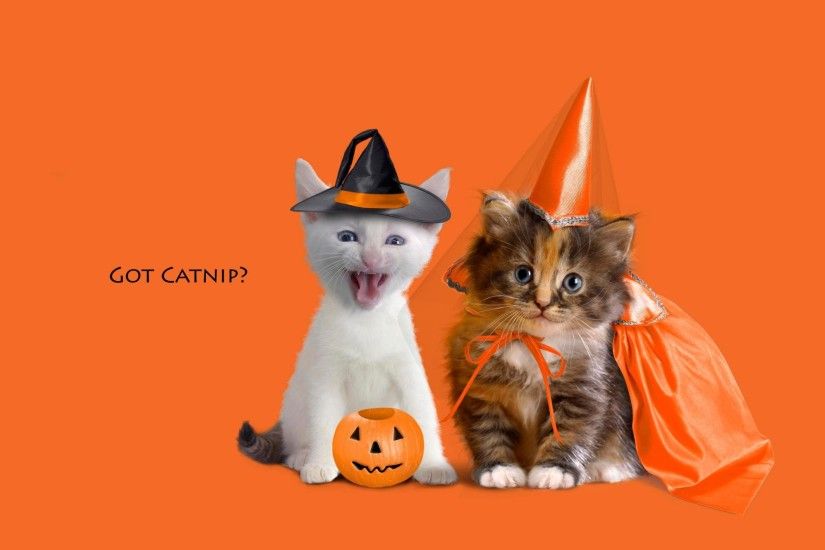 Backgrounds For Cute Kitten Halloween Backgrounds | Www ..