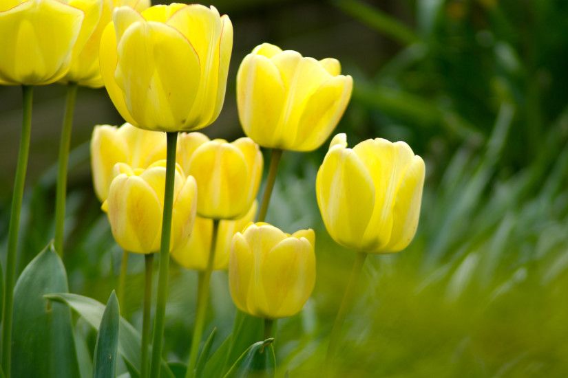 picture of tulip flowers. Â«Â«