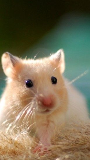1080x1920 Wallpaper hamster, rodent, animal, cute