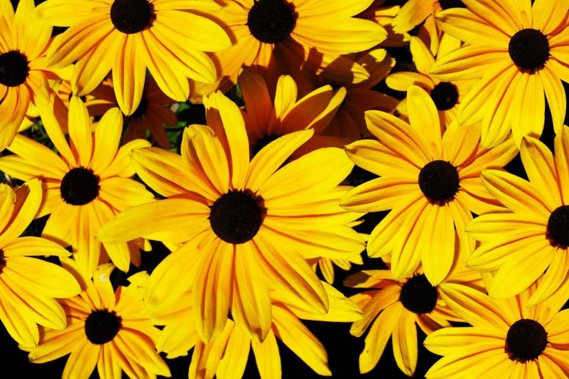 Yellow Flowers Backgrounds