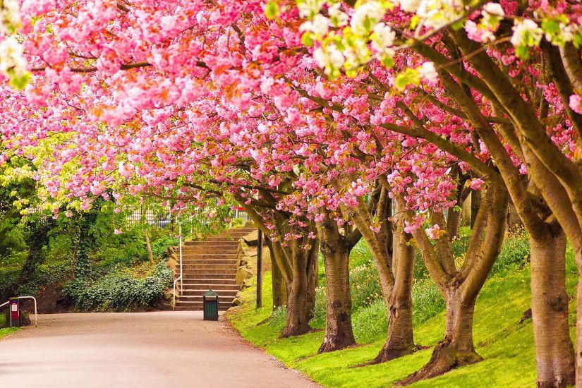 10 HD Nature Wallpapers with 1920Ã1080 Pixels 2 pink blossoms