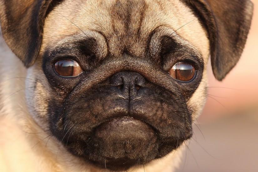 Preview wallpaper pug, face, eyes, puppy, dog 2048x2048