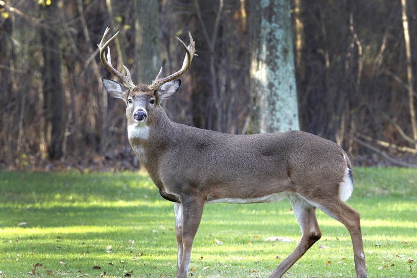 Monster Whitetail Deer Pictures | ap file white tailed deer are among the  northeast ohio deer