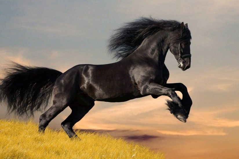 Black color strong wild horse wallpaper for desktop