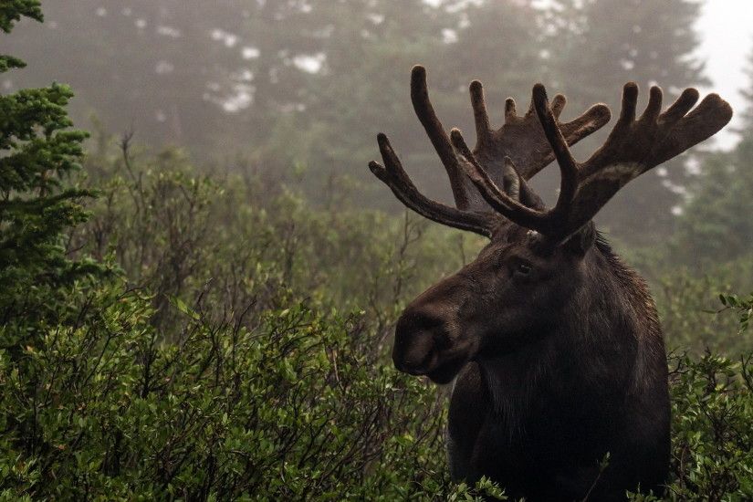 Pictures Moose Horns Animals 2048x1152