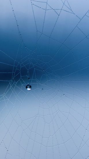 1080x1920 Wallpaper spider web, close-up, drops