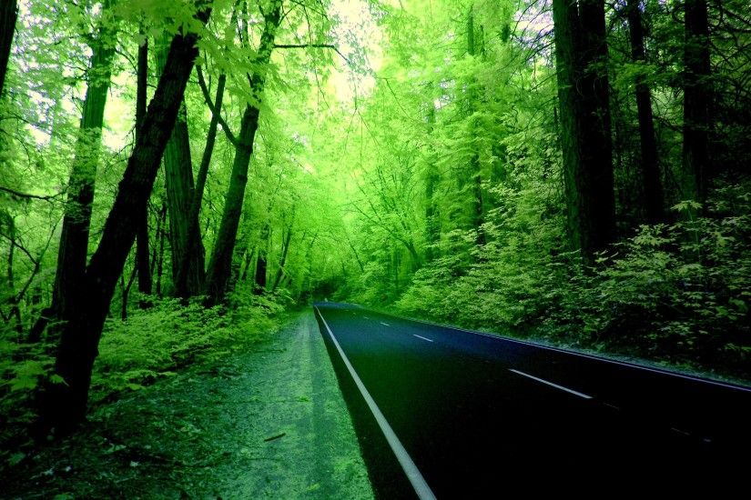 Green Forest Wallpaper Hd Background 9 HD Wallpapers