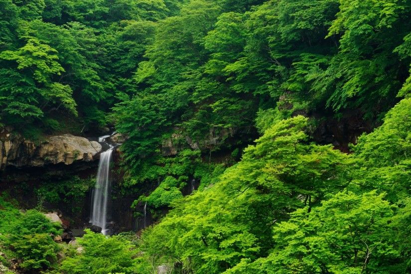 nature, Landscape, Forest, Tropical Forest, Waterfall Wallpapers HD /  Desktop and Mobile Backgrounds