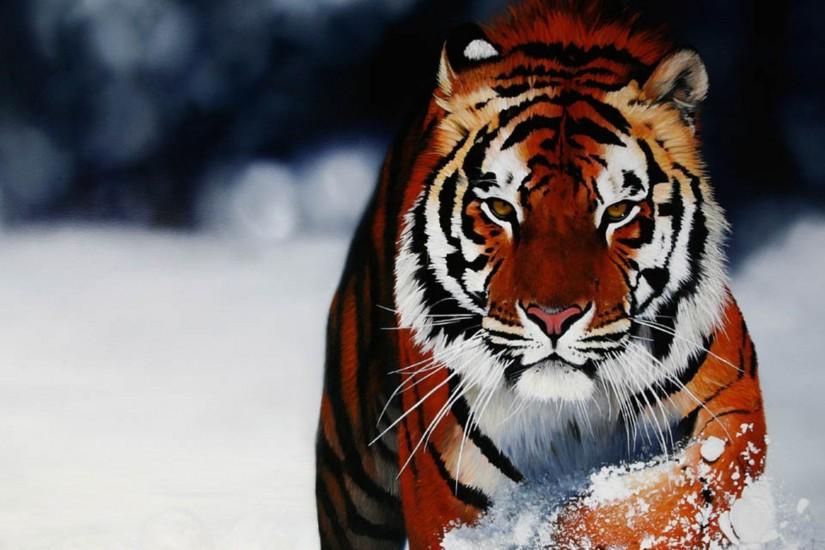 Wallpapers For > Cool Tiger Wallpapers