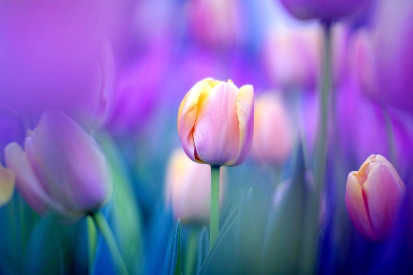 Yellow And Pink Tulips - wallpaper.