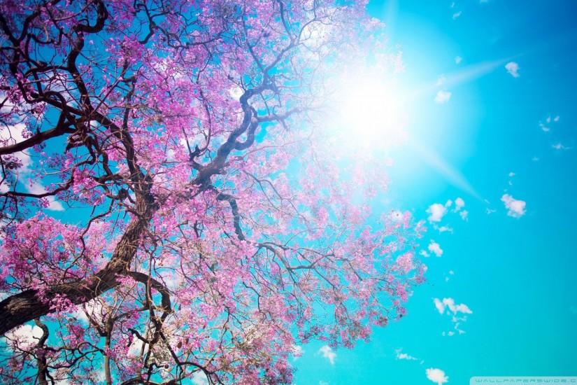 Spring Sunshine | Image Source Page: http://www.upwallpapers.net