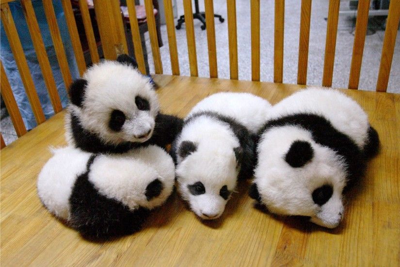 Panda pandas baer bears baby cute (29) wallpaper | 2048x1374 | 364456 |  WallpaperUP