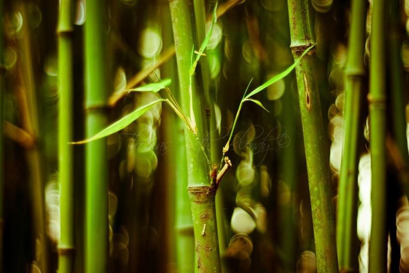 beautiful bamboo wallpaper 1920x1200 photos