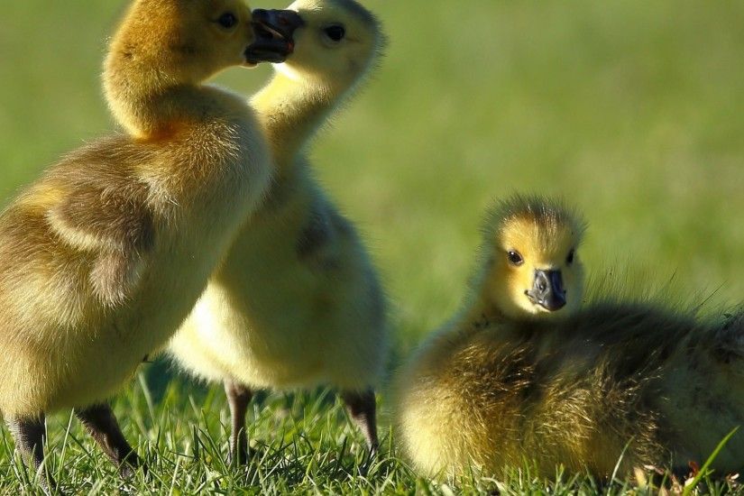 Goslings Tag - Baby Geese Chick Canada Goose Goslings Cute Animal  Backgrounds for HD 16: