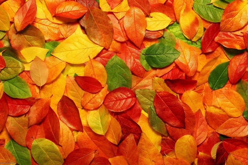 Fall Leaves Tumblr Background Autumn Leaves #8221
