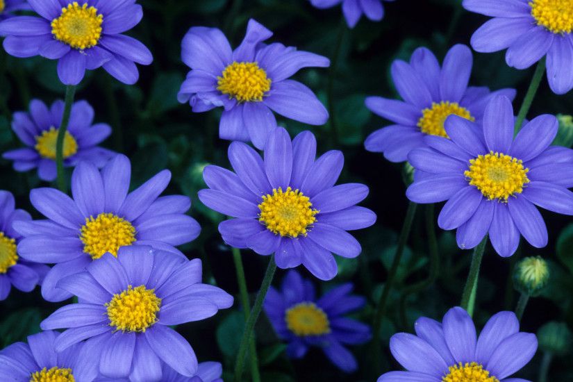 ... 3840x2160 Cute Pretty Blue Daisy 4K Ultra HD Wallpapers