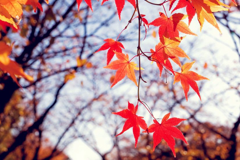 Red autumn leaves [2] wallpaper 2560x1600 jpg