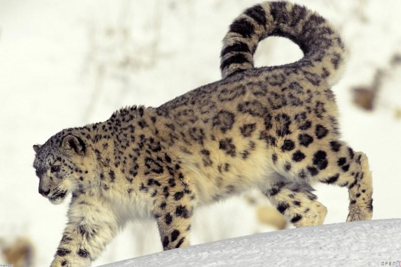 Snow Leopard Wallpaper 485530