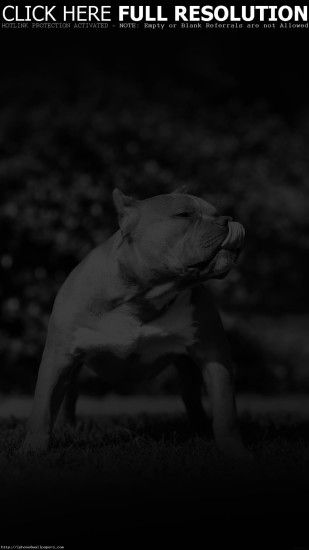 Pitbull In Park Nature Animal Dark Android wallpaper - Android HD wallpapers