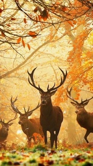 Preview wallpaper deer, grass, leaves, autumn, trees 1080x1920