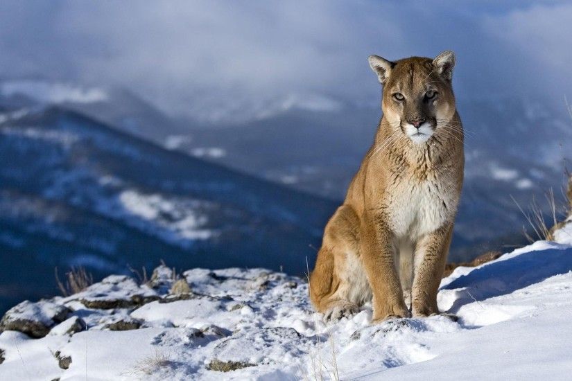 Animals Cougars Feline Nature Puma Snow Landscapes