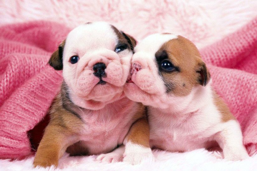 Search Results for “cute english bulldog puppies wallpaper” – Adorable  Wallpapers