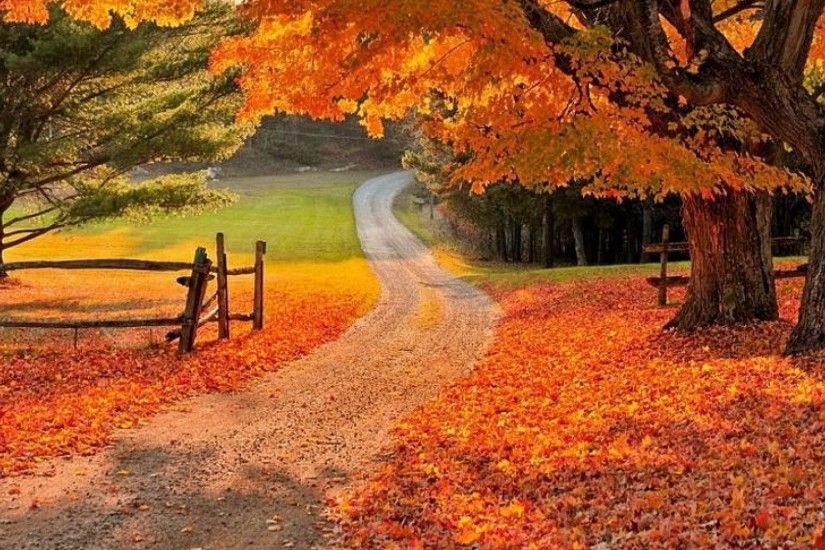 Autumn Countryside Road Colorful Grass Golden Red Forest Branches Quiet  Calmness Colors Nature Fall Trees Beautiful Lovely Foliage Field Falling  Fence ...