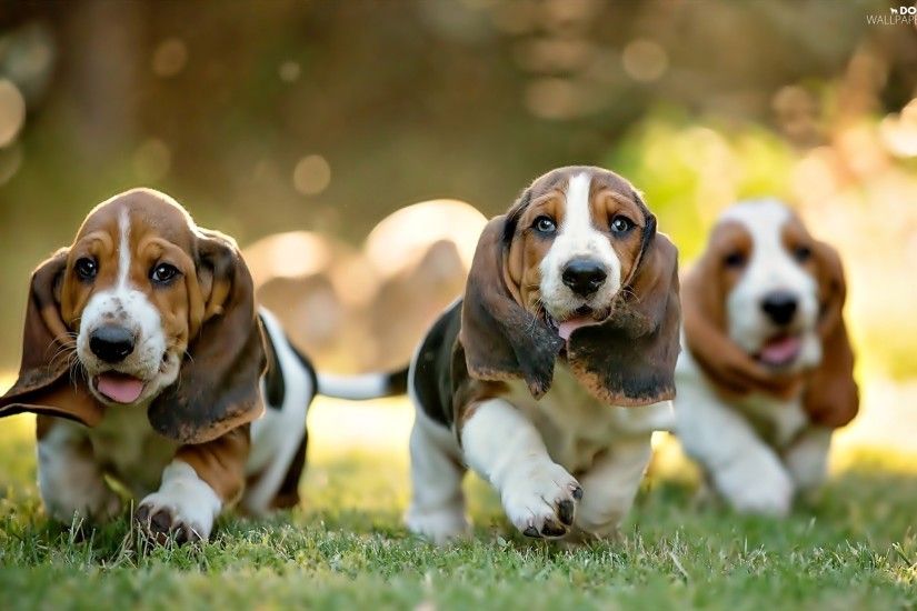Backgrounds 1920x1200. puppies ...
