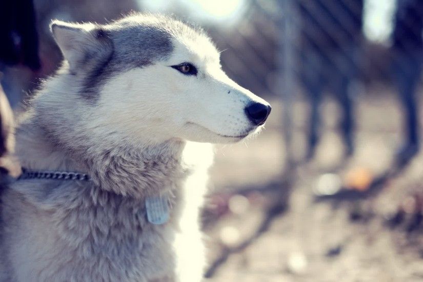 Beautiful Siberian Husky Dog Pictures