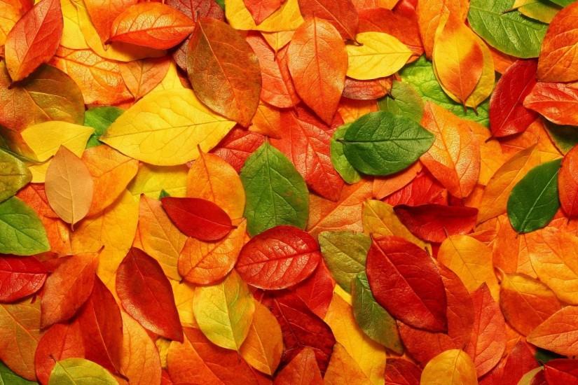 Colored Autumn Wallpaper ...