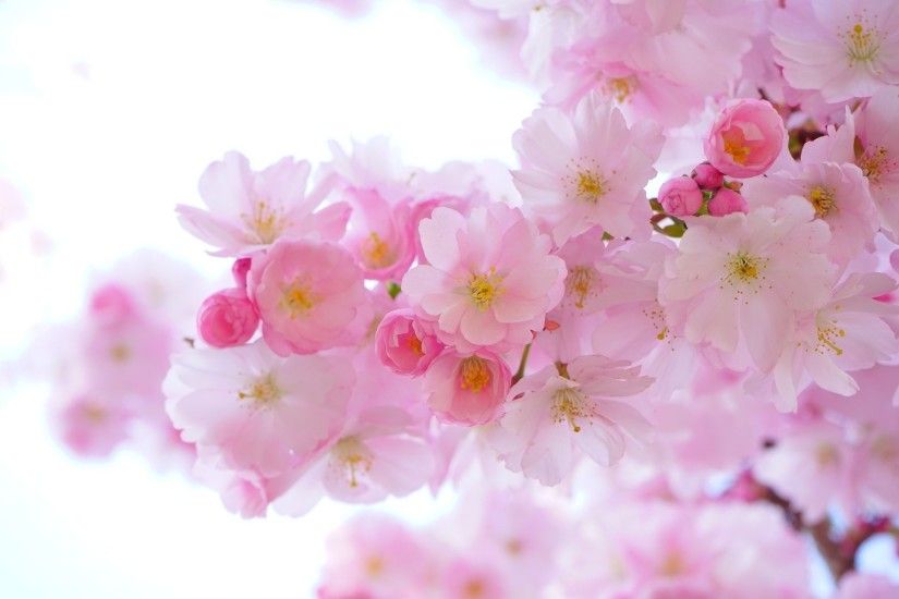 sakura flower tree