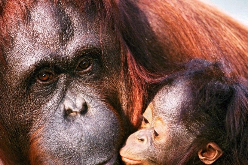 1920x1080 Wallpaper orangutan, female, young, caring