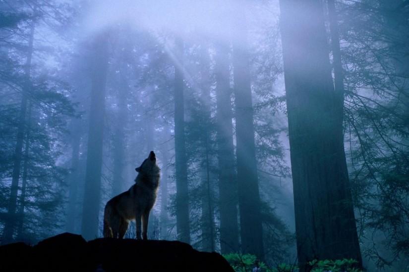 best wolf background 1920x1080 cell phone