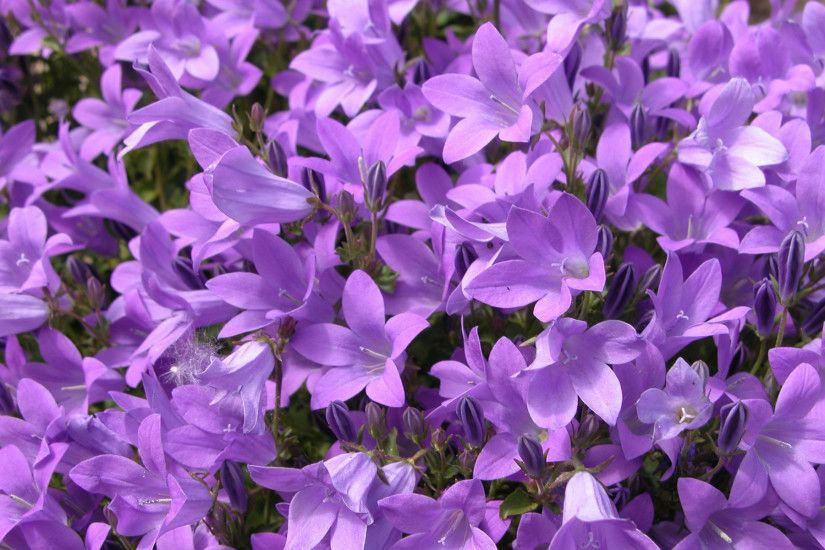 FLOWERS MACRO | Flowers macro purple flowers | HD Wallpapers | ÐÐ°ÐºÑÐ¾ Ð¼Ð¸Ñ |  Pinterest | Flower wallpaper, Wallpapers and Macros